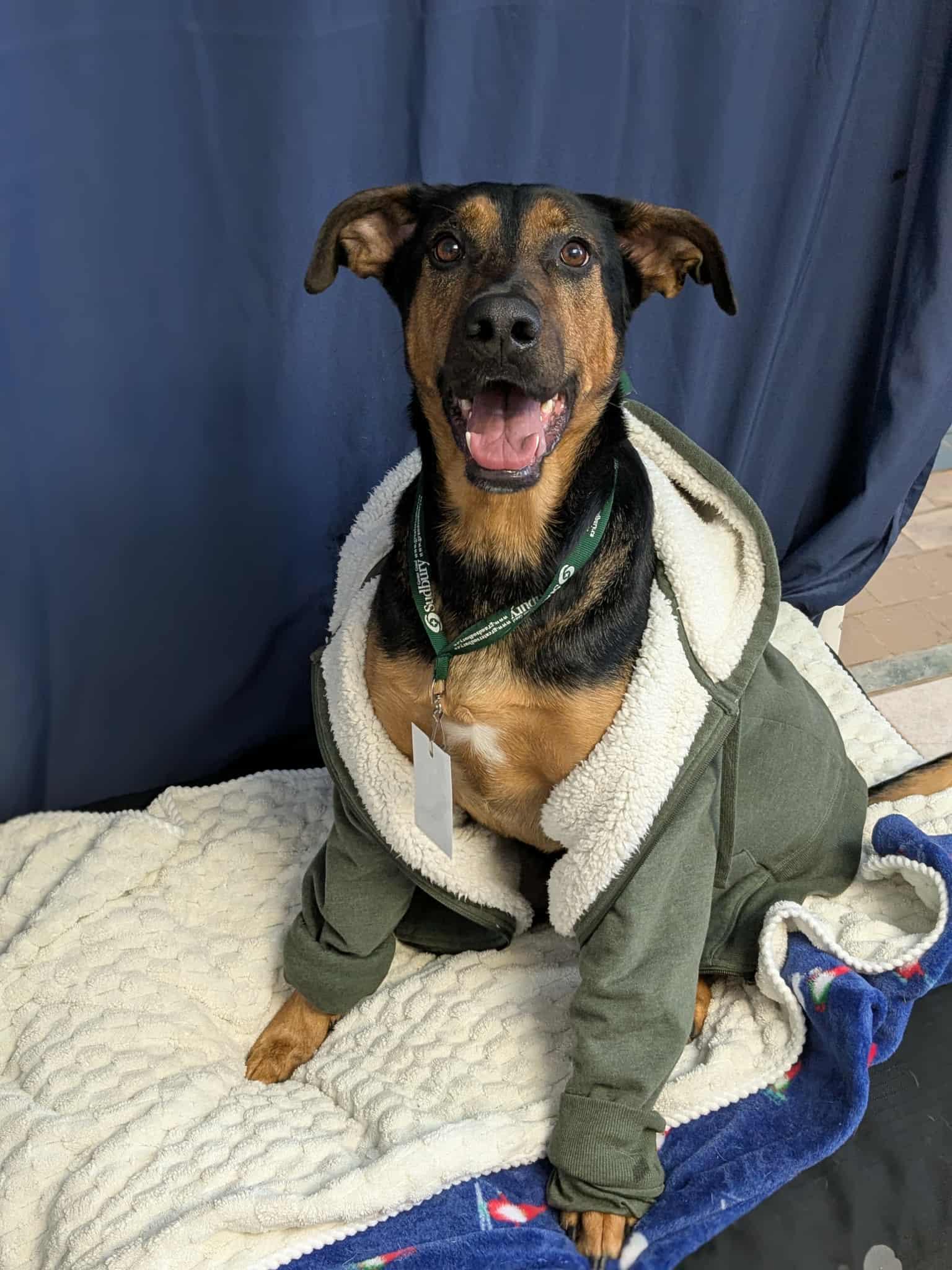 Flora, ADOPTABLE, Adult Female Doberman Pinscher.