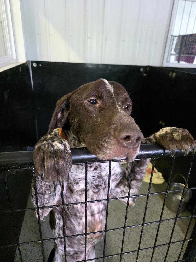 Gladiator thumbnail 2