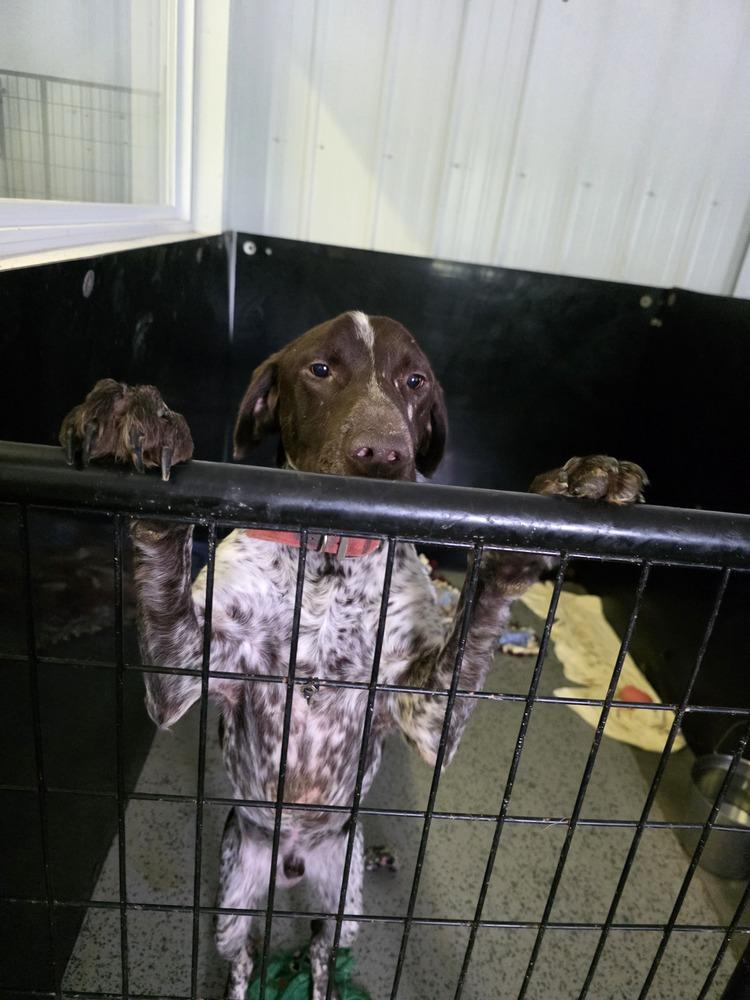 Gladiator thumbnail 3