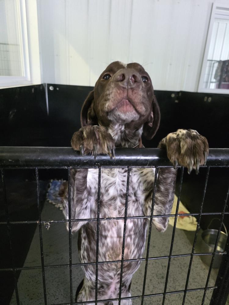 Gladiator thumbnail 4