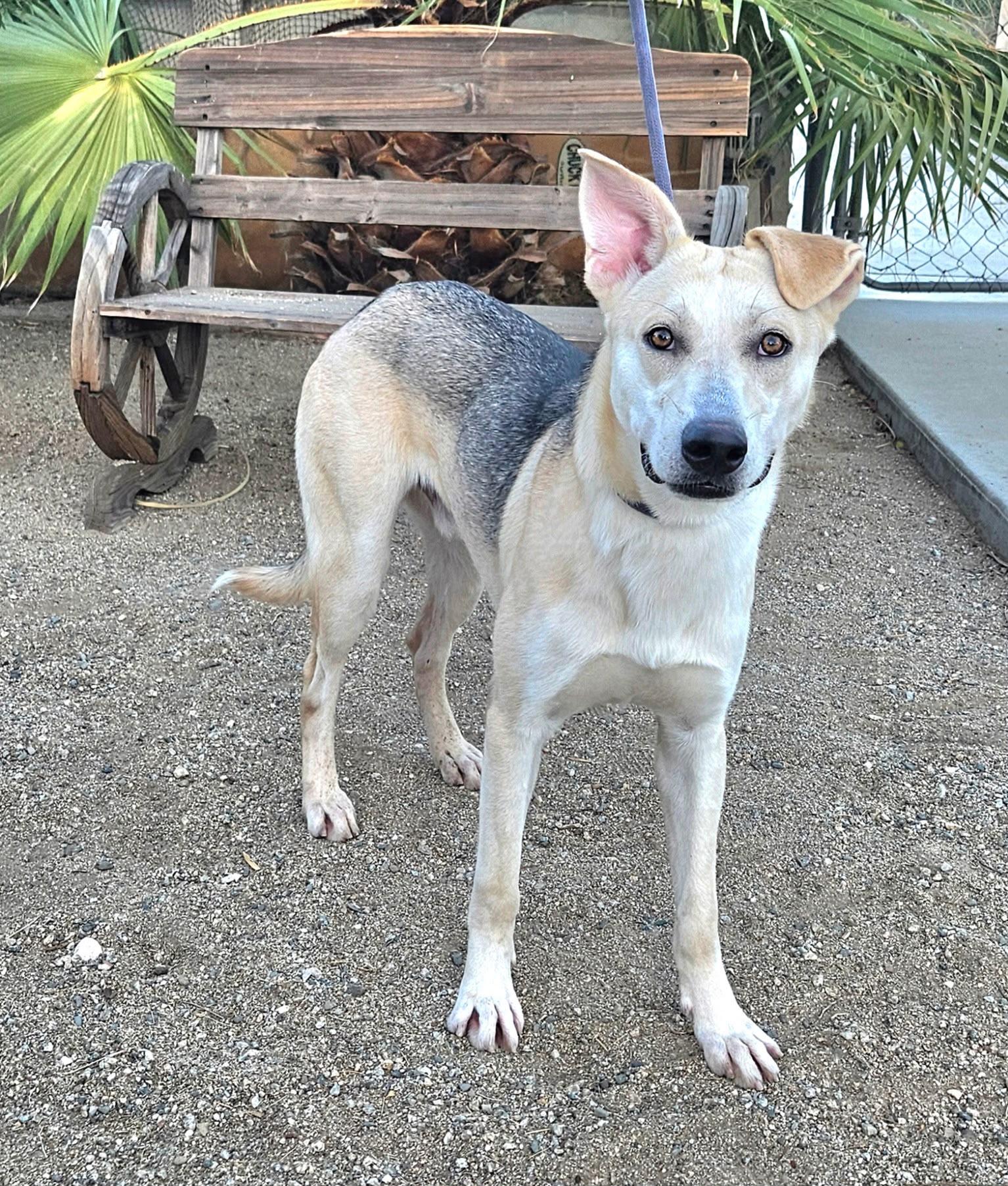 Enlarge Lennon, a Adoptable Shepherd in Inglewood, CA image 4/4