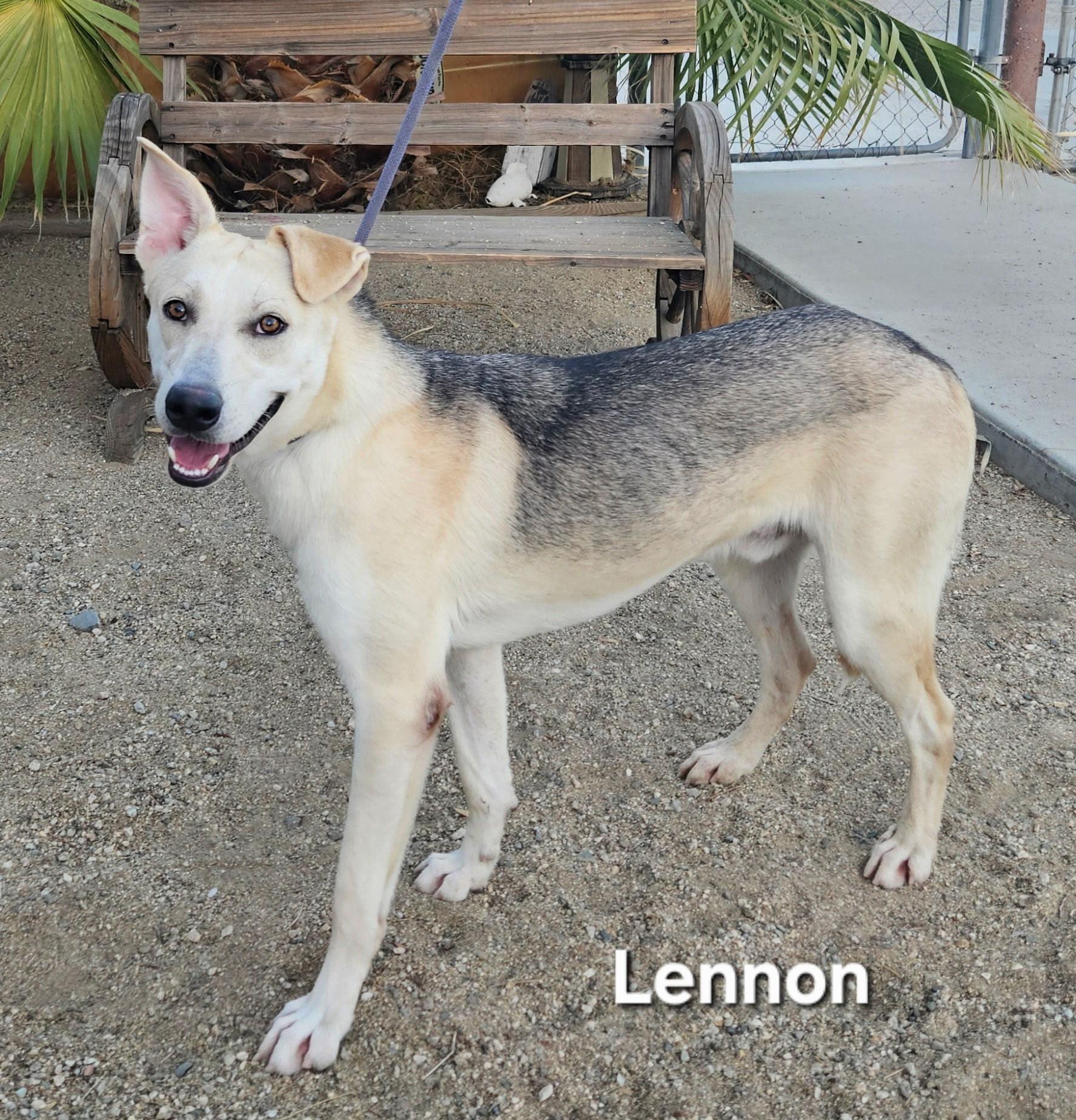 Enlarge Lennon, a Adoptable Shepherd in Inglewood, CA image 1/4