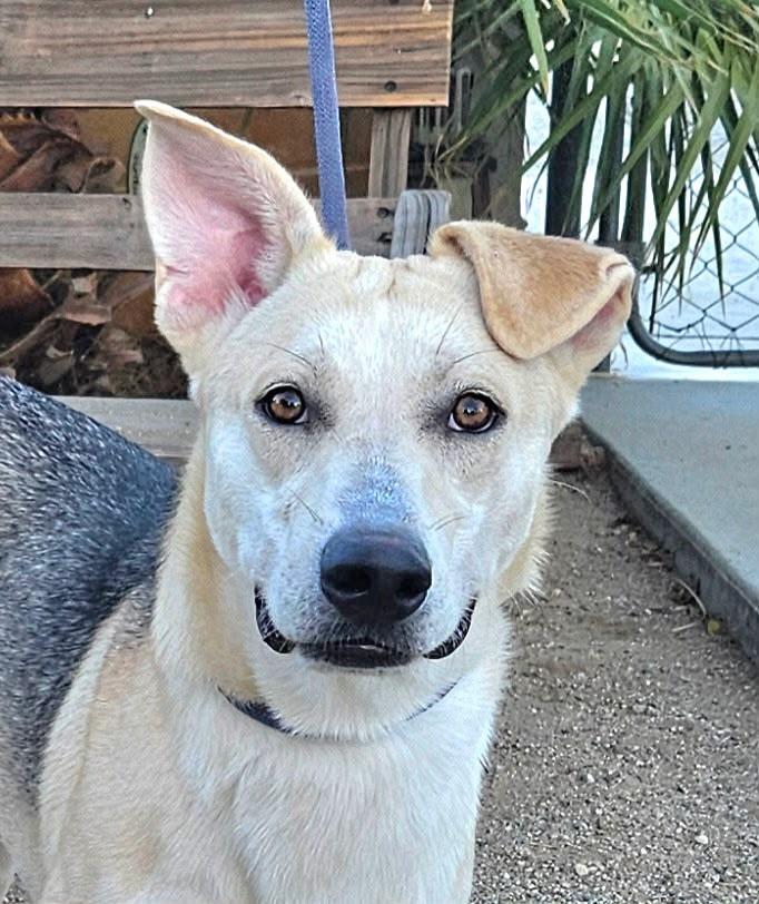 Enlarge Lennon, a Adoptable Shepherd in Inglewood, CA image 3/4