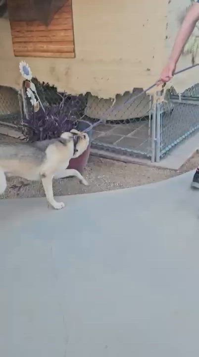 Enlarge Lennon, a Adoptable Shepherd in Inglewood, CA video 2/4