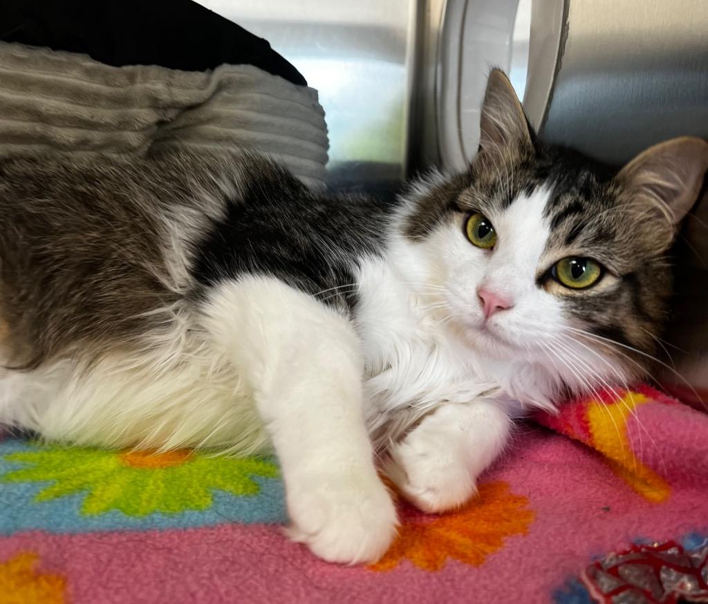 Enlarge Bluey, a Adoptable mixed breed in Logan, UT image 1/2