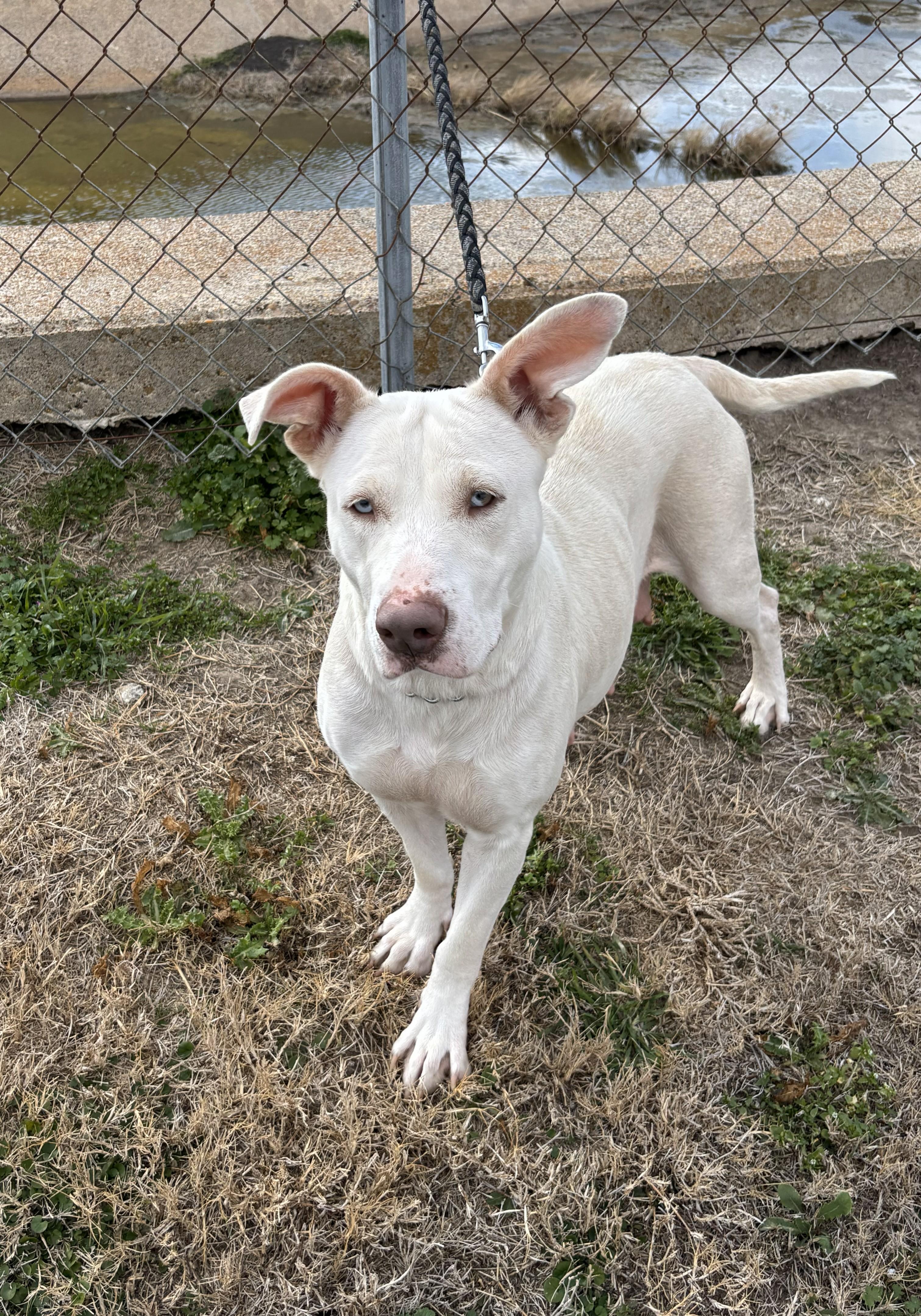 Princess, ADOPTABLE, Adult Female American Staffordshire Terrier.