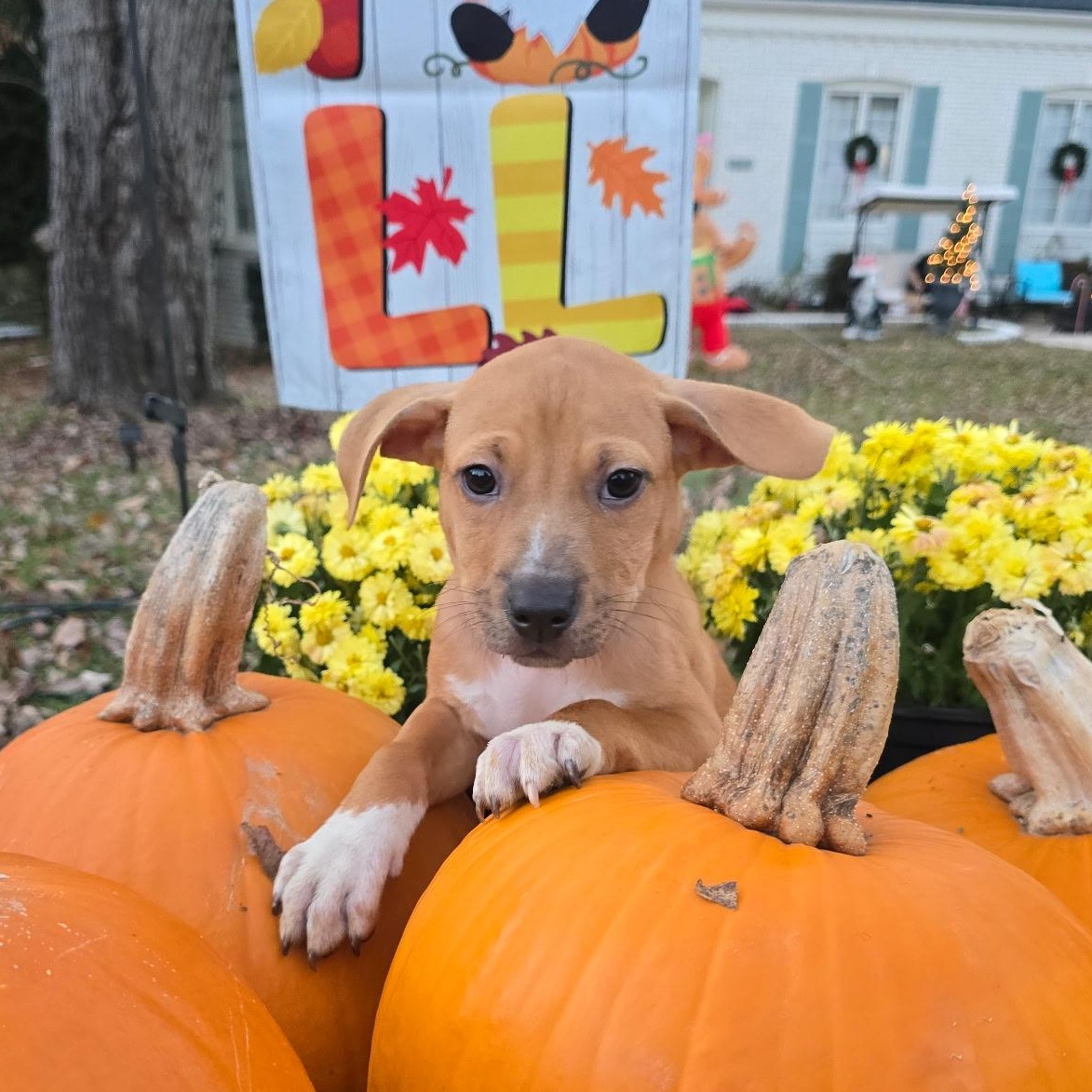 Ruffnut, a Adoptable mixed breed in Gastonia, NC image 3/6