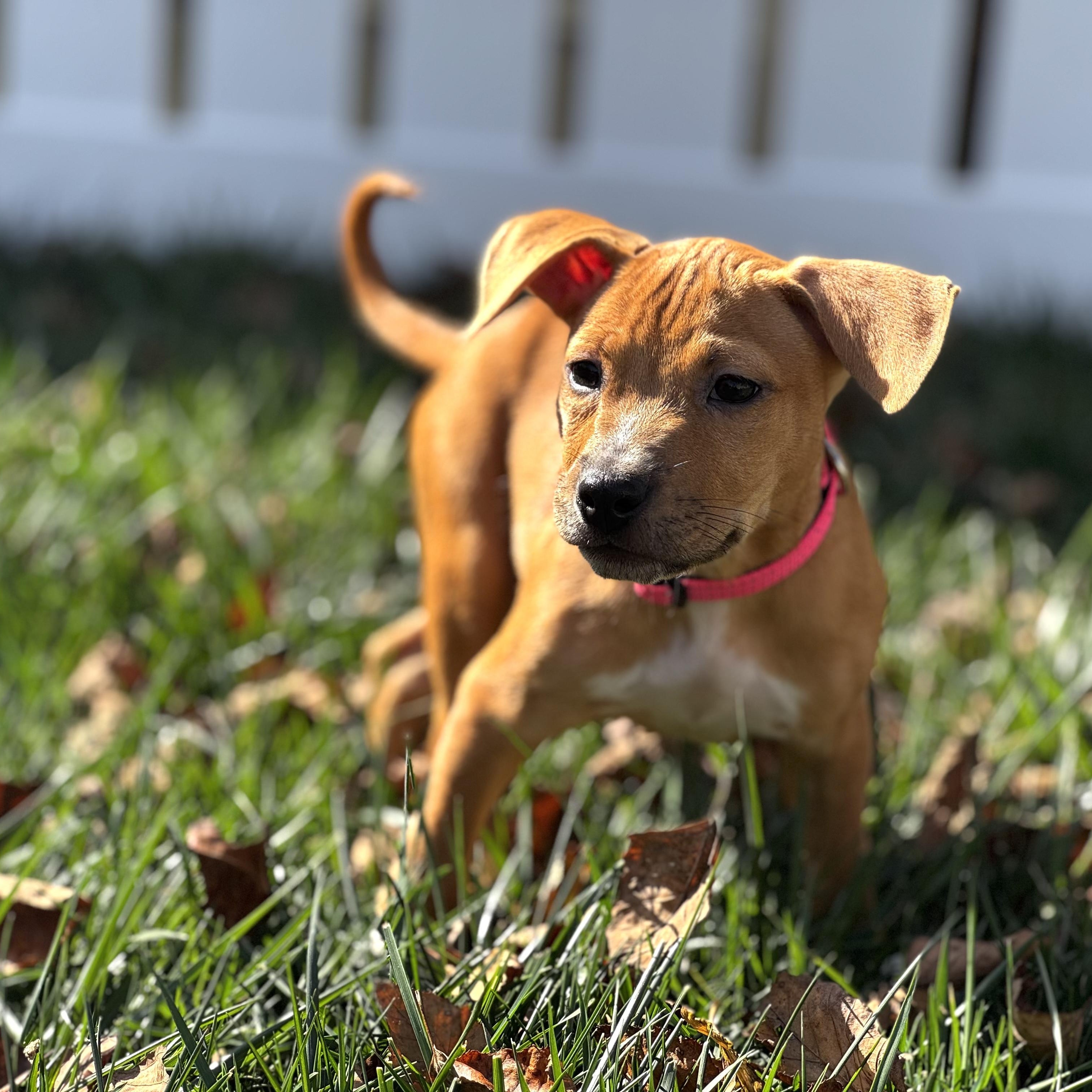 Ruffnut, a Adoptable mixed breed in Gastonia, NC image 6/6
