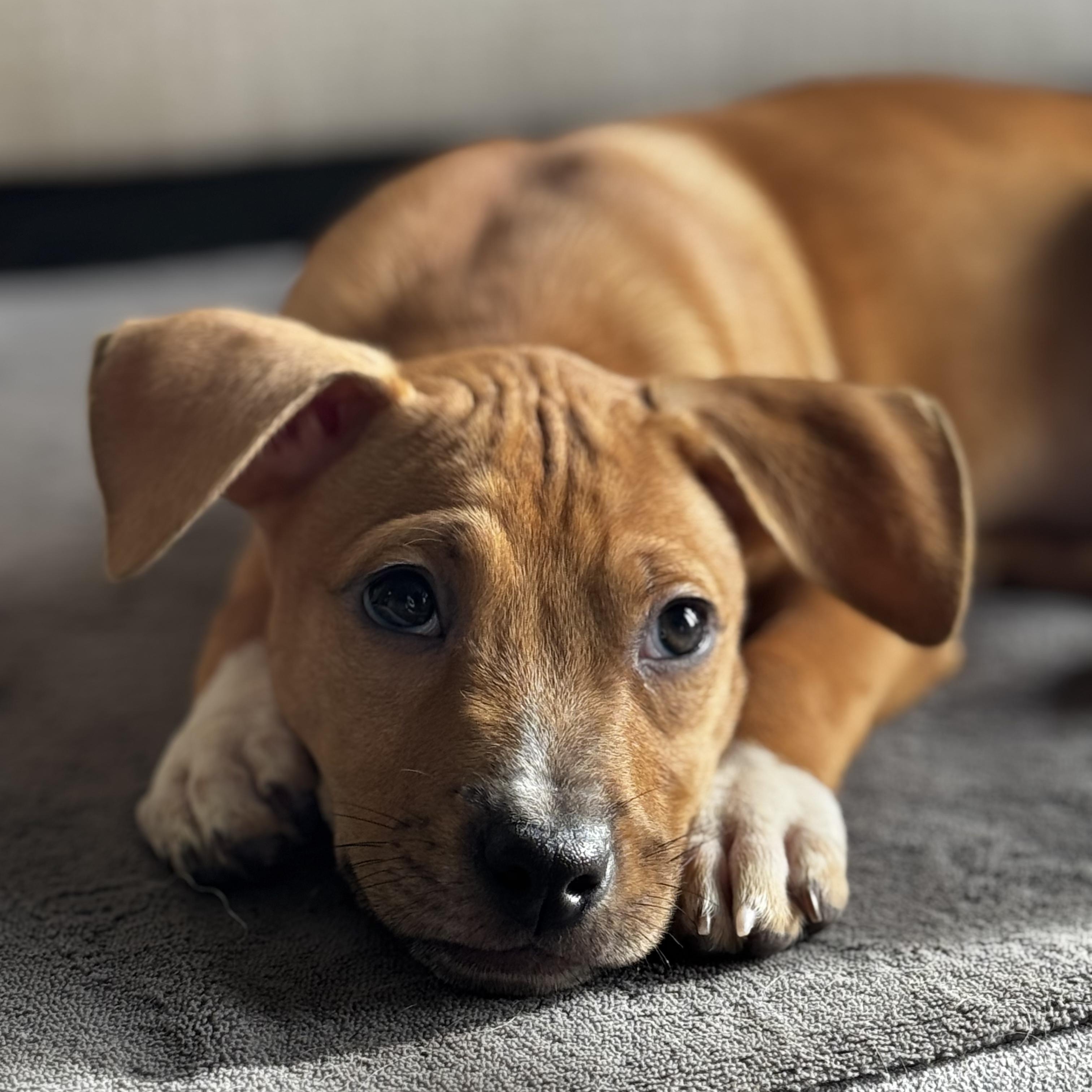 Ruffnut, a Adoptable mixed breed in Gastonia, NC image 1/6
