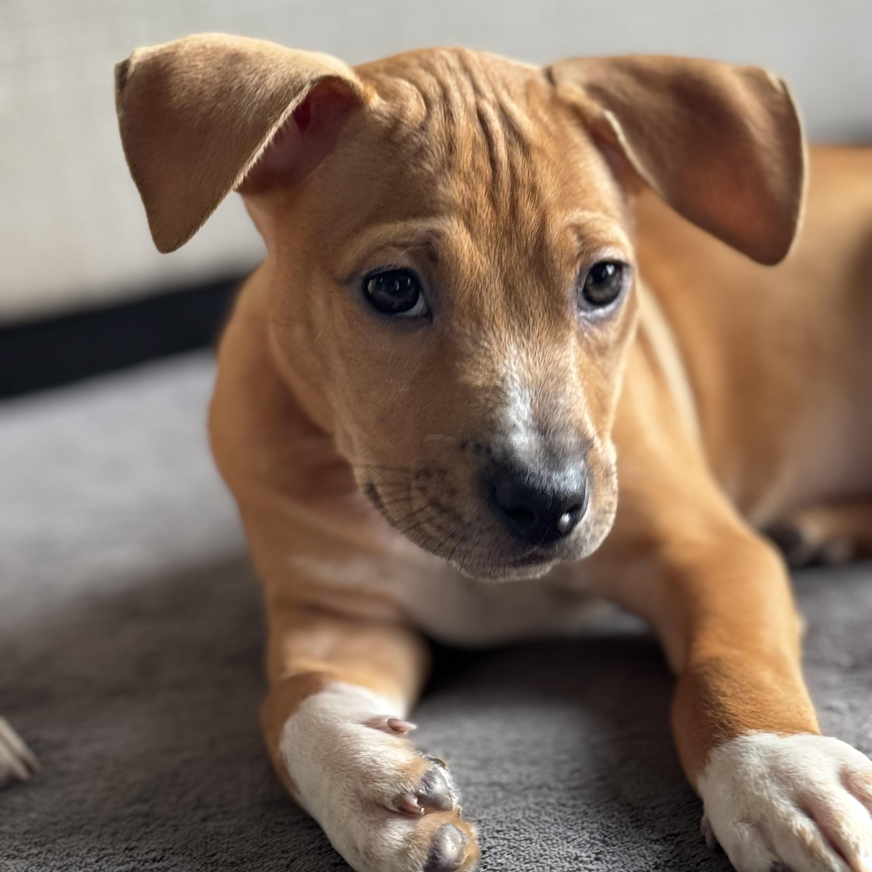 Ruffnut, a Adoptable mixed breed in Gastonia, NC image 2/6