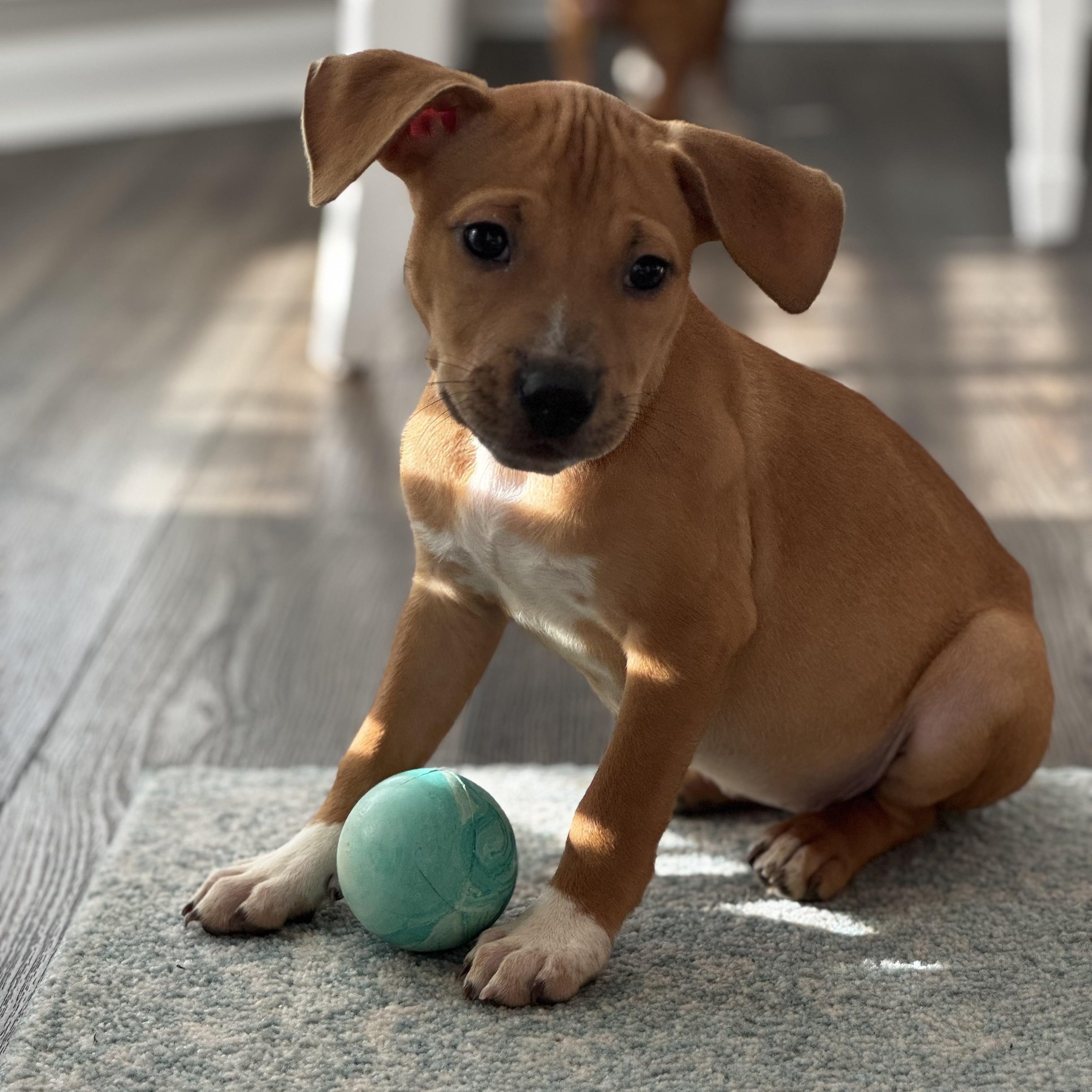 Ruffnut, a Adoptable mixed breed in Gastonia, NC image 5/6