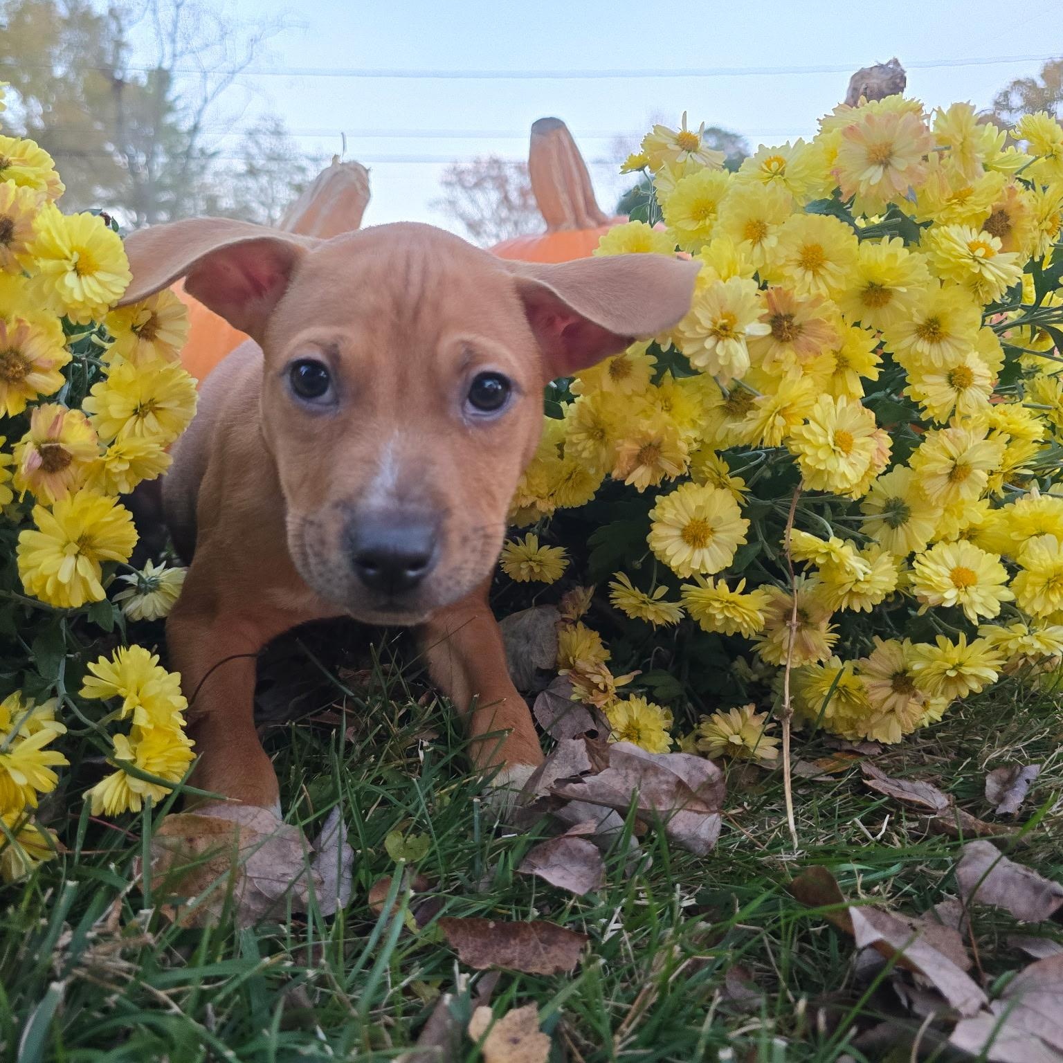 Ruffnut, a Adoptable mixed breed in Gastonia, NC image 4/6