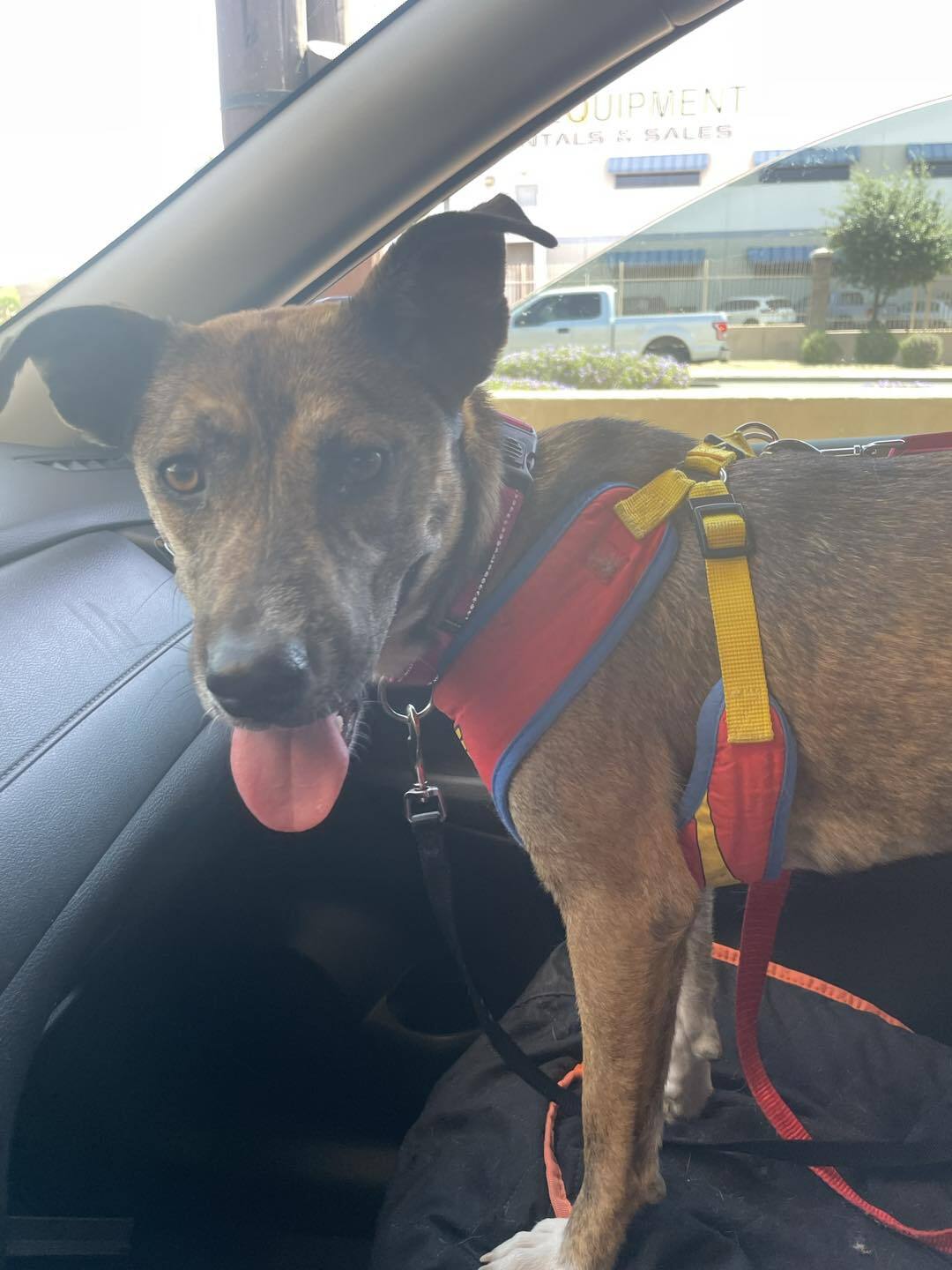 Enlarge Stella, a Adoptable mixed breed in Gilbert, AZ image 1/11