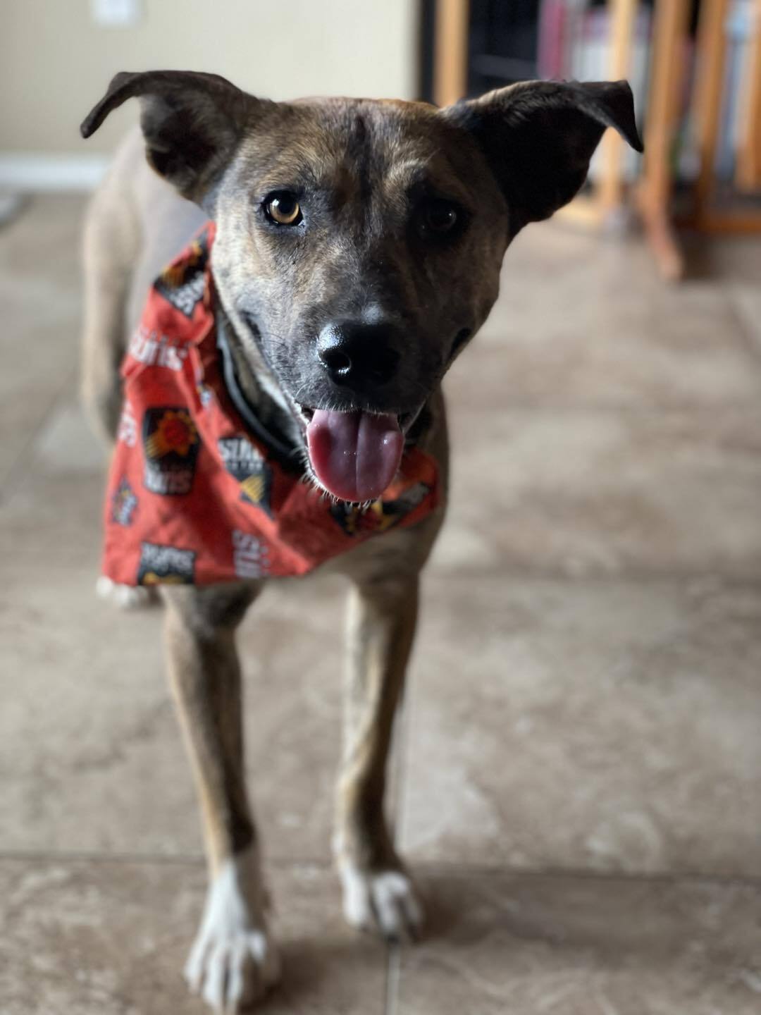 Enlarge Stella, a Adoptable mixed breed in Gilbert, AZ image 2/11