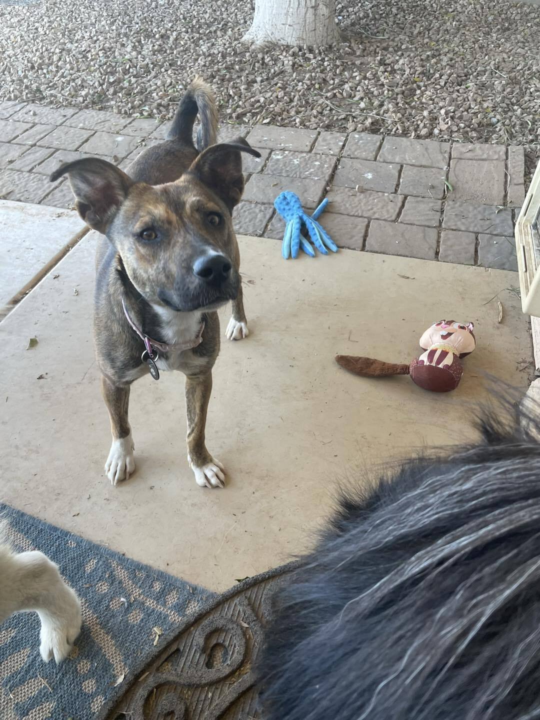 Enlarge Stella, a Adoptable mixed breed in Gilbert, AZ image 3/11