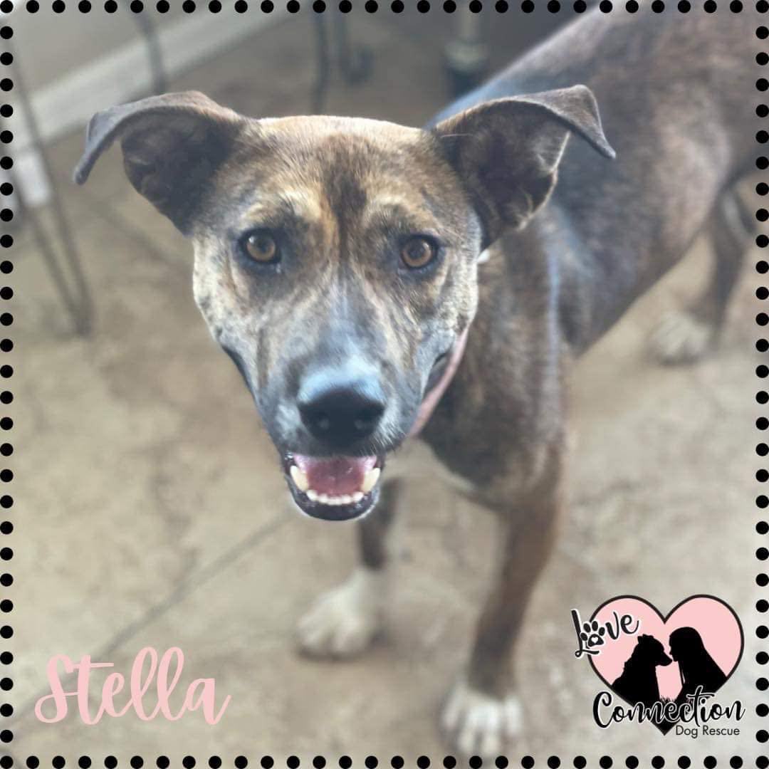 Enlarge Stella, a Adoptable mixed breed in Gilbert, AZ image 4/11