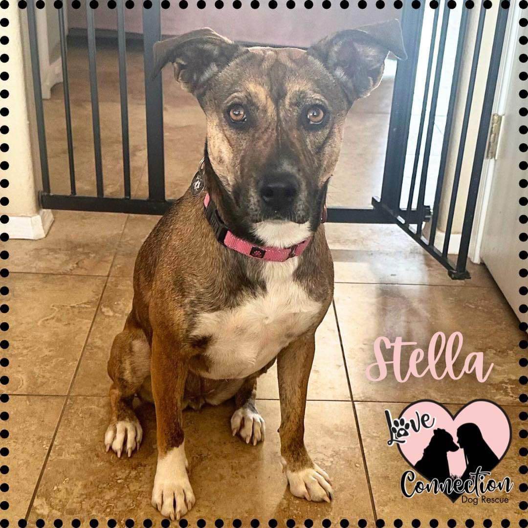 Enlarge Stella, a Adoptable mixed breed in Gilbert, AZ image 5/11