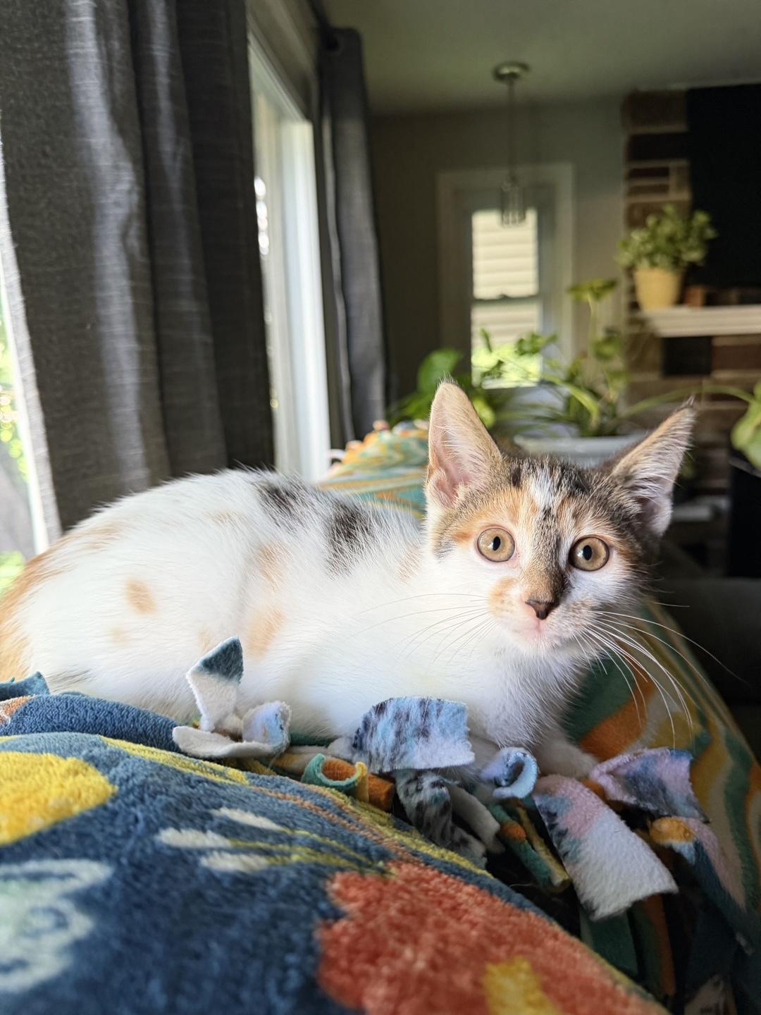 Enlarge Valeria, an adopted Calico in Oberlin, OH image 1/4