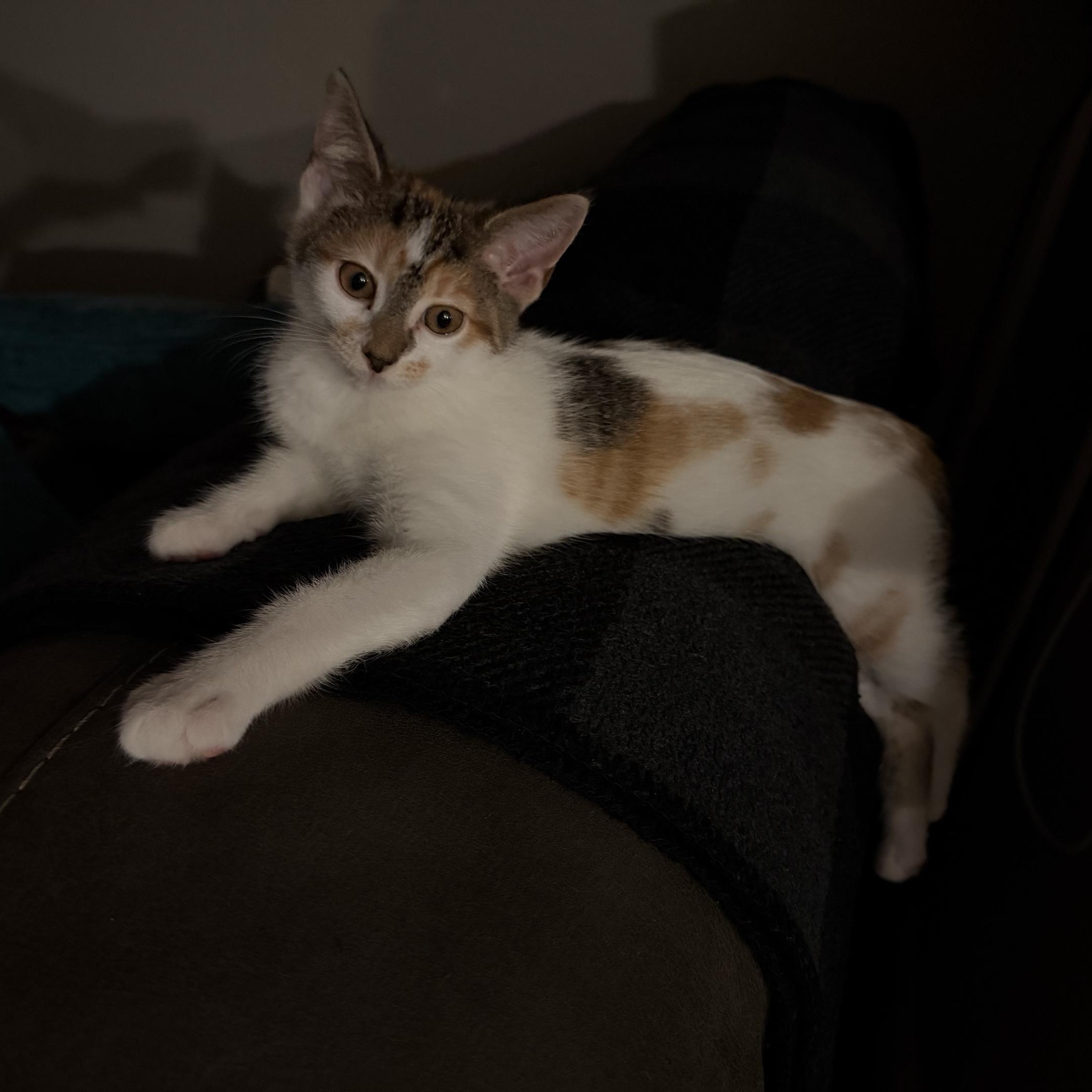 Enlarge Valeria, an adopted Calico in Oberlin, OH image 4/4