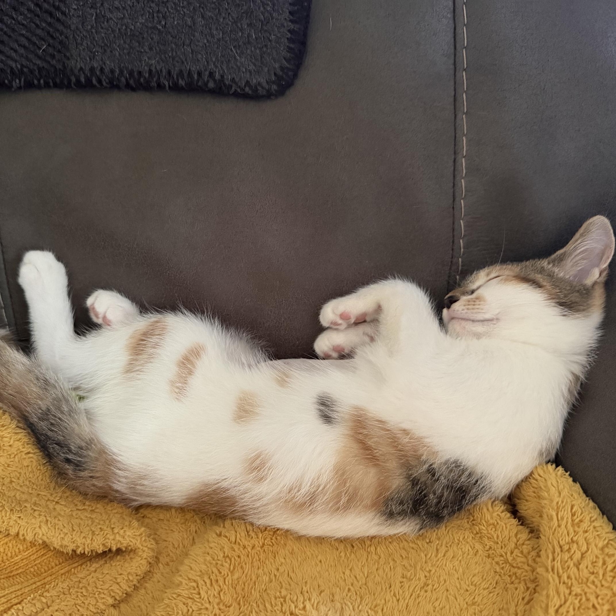 Enlarge Valeria, an adopted Calico in Oberlin, OH image 3/4