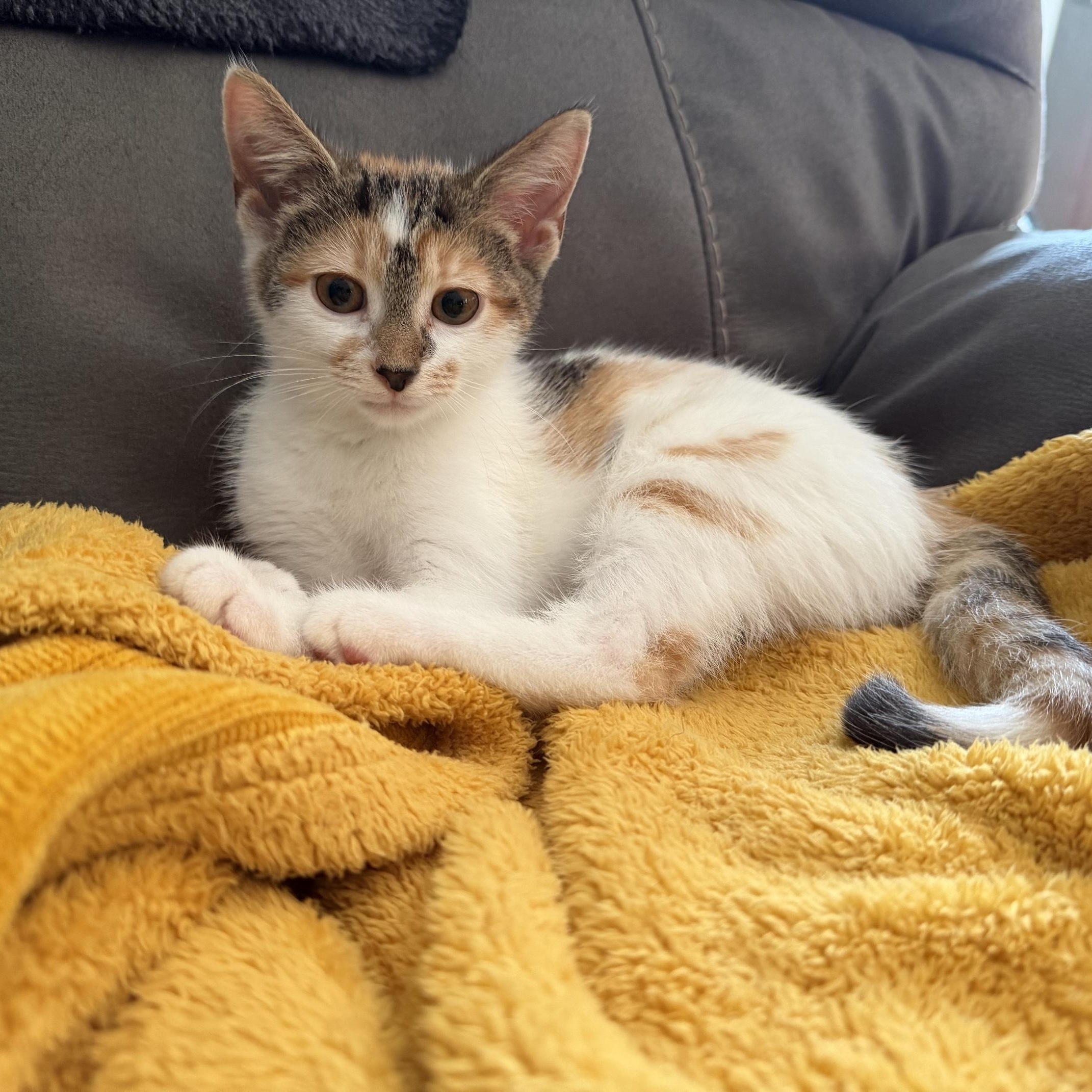Enlarge Valeria, an adopted Calico in Oberlin, OH image 2/4