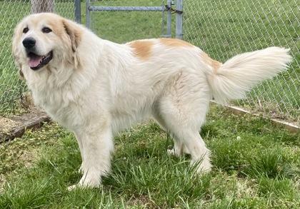 Enlarge Bro, an adopted Great Pyrenees in Glasgow, KY image 2/3