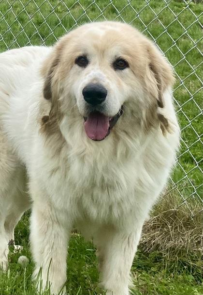 Bro, adopted, Adult Male Great Pyrenees.