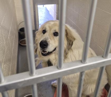 Enlarge Bro, an adopted Great Pyrenees in Glasgow, KY image 3/3