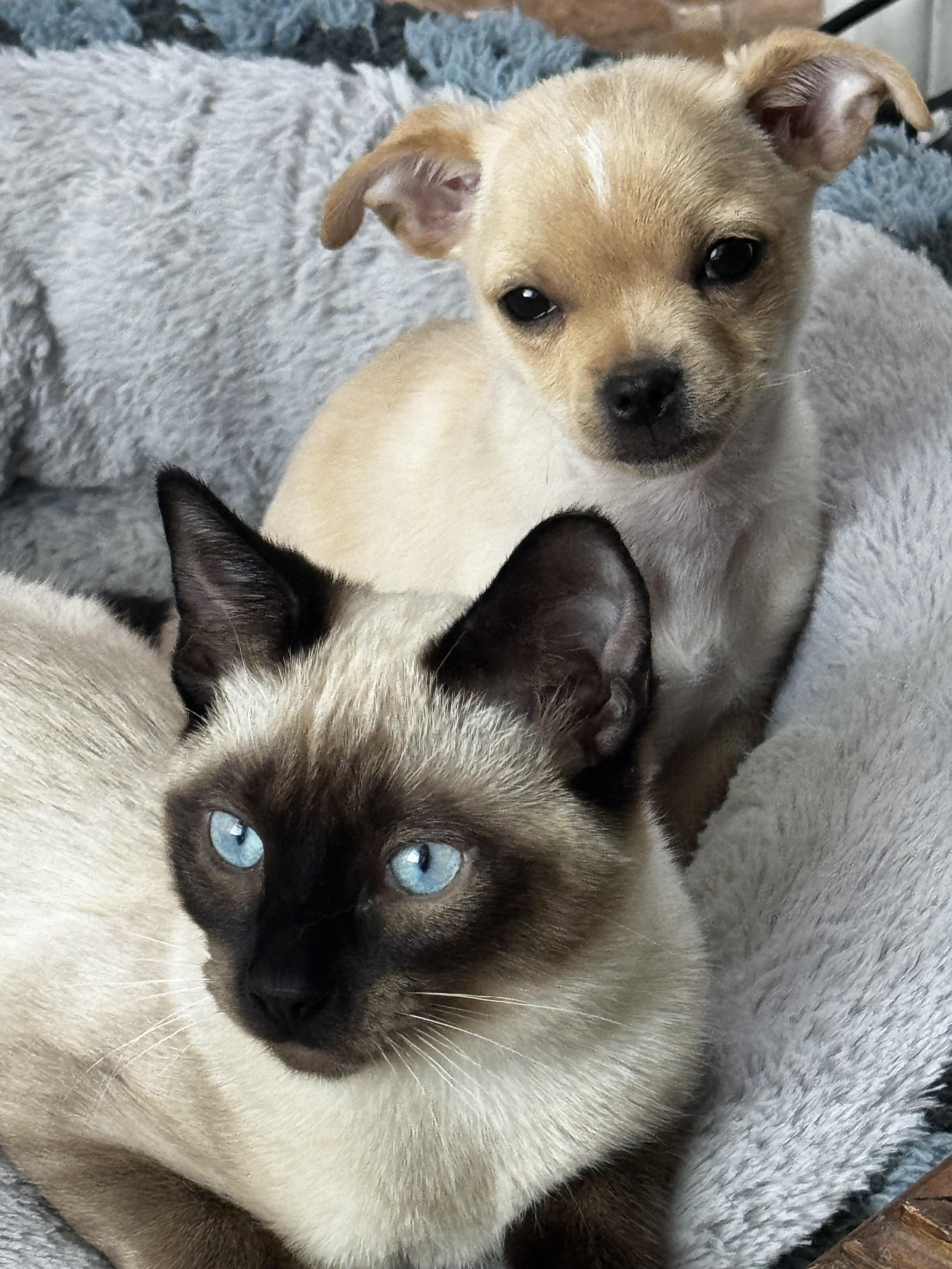 Miss Bea, Adoptable, Puppy Female Chihuahua.