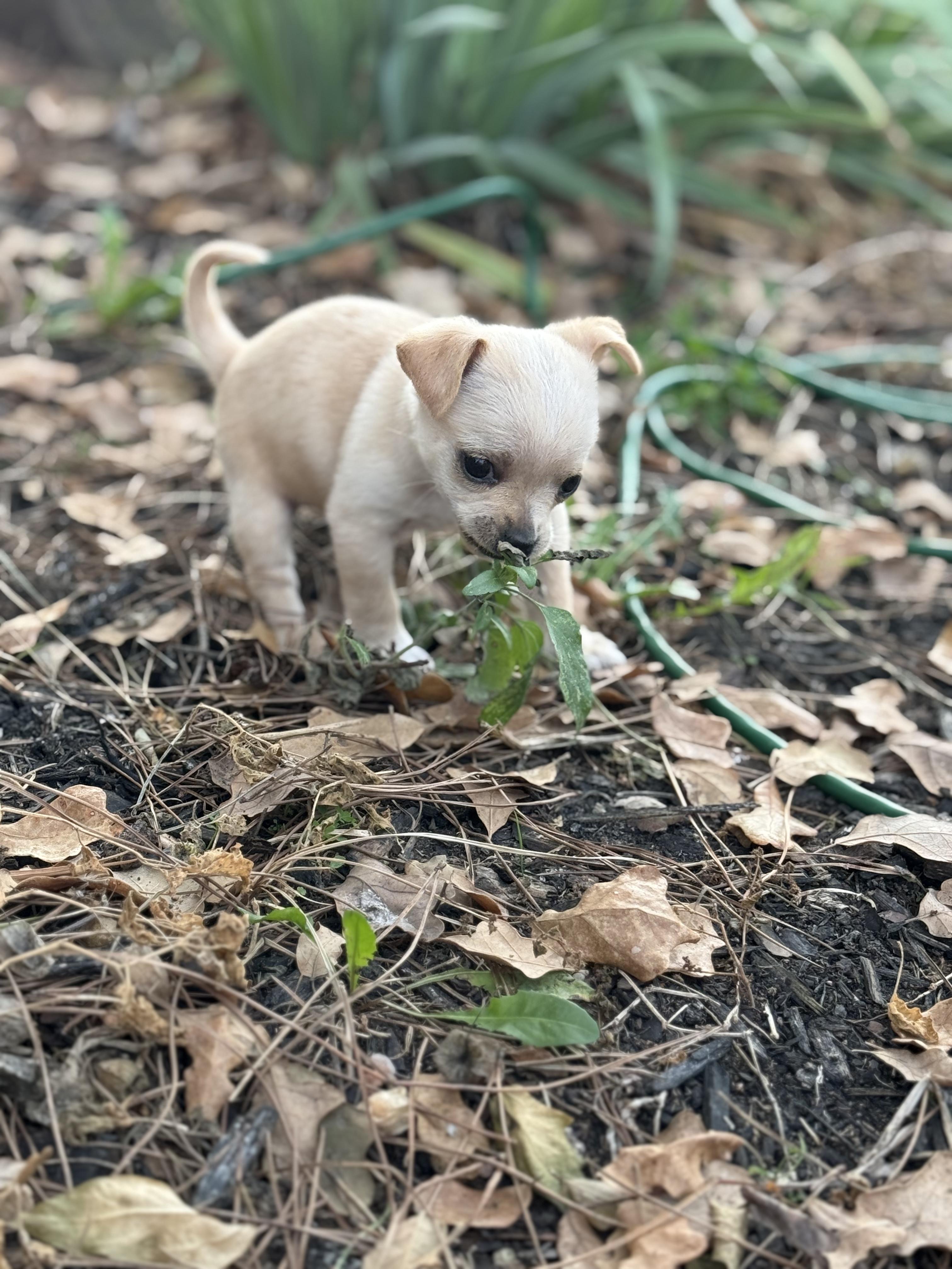 Miss Bea, Adoptable, Puppy Female Chihuahua.