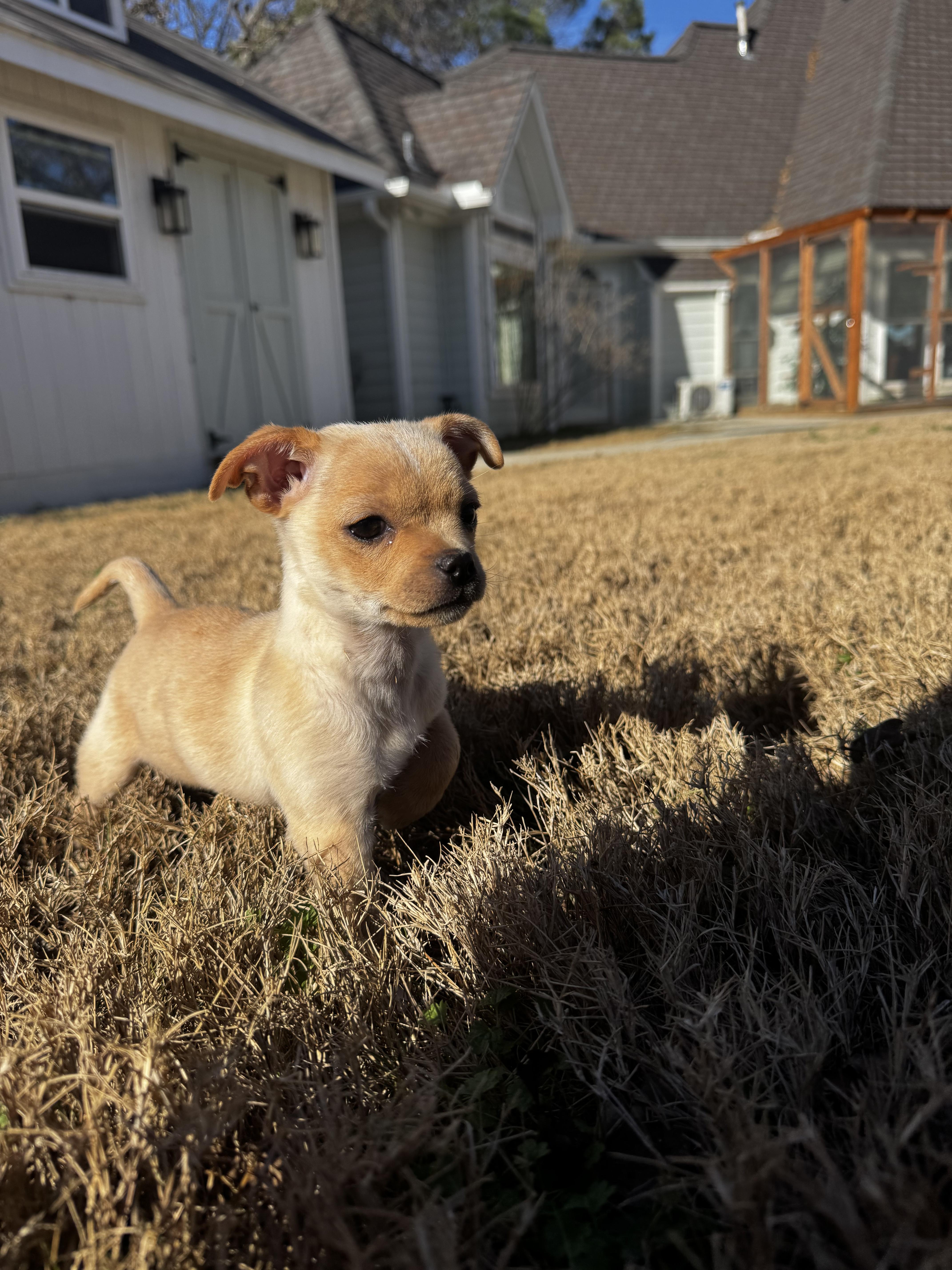 Enlarge Miss Bea, a Adoptable Chihuahua in Houston, TX image 2/3