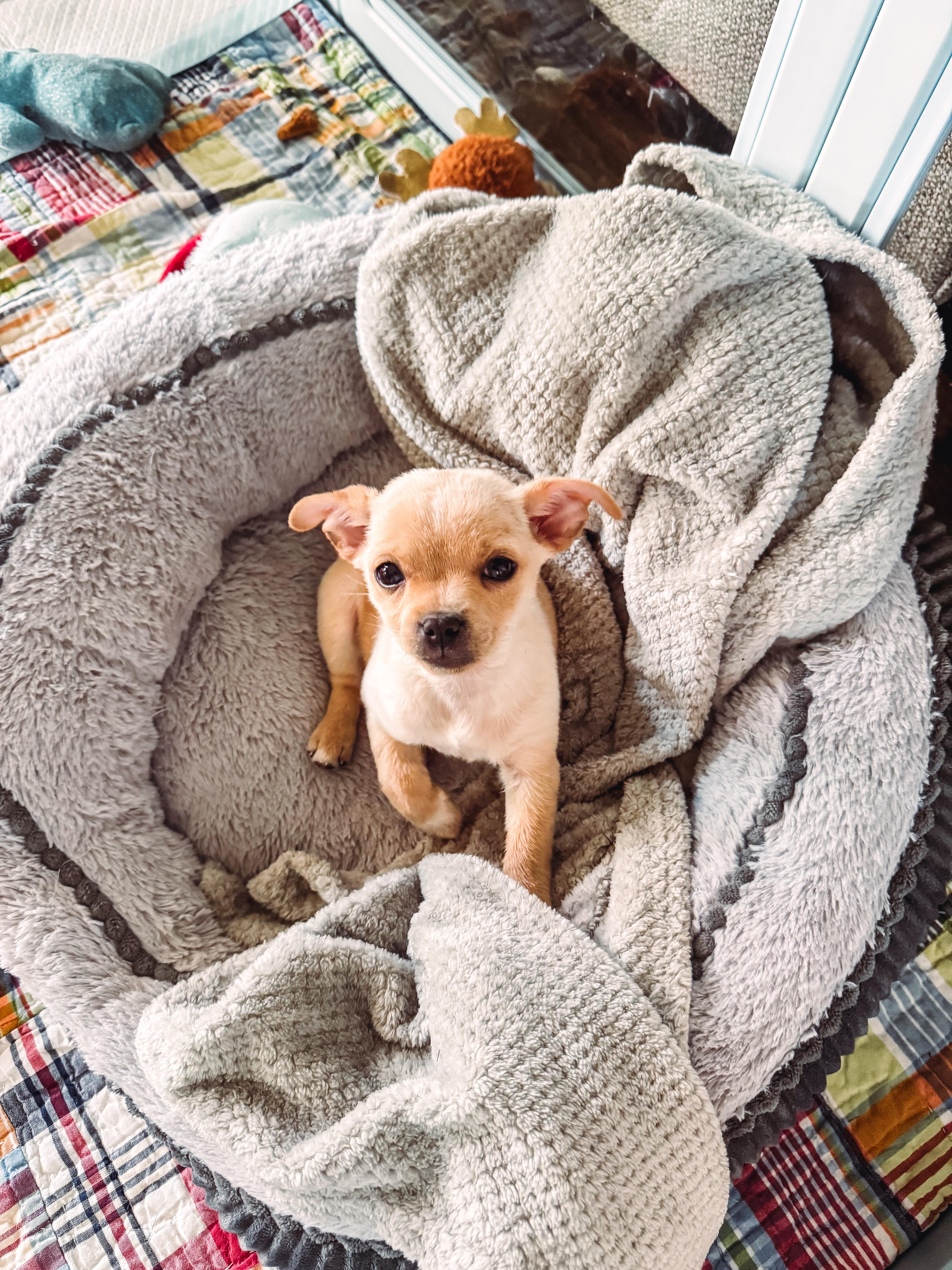 Enlarge Miss Bea, a Adoptable Chihuahua in Houston, TX image 3/3