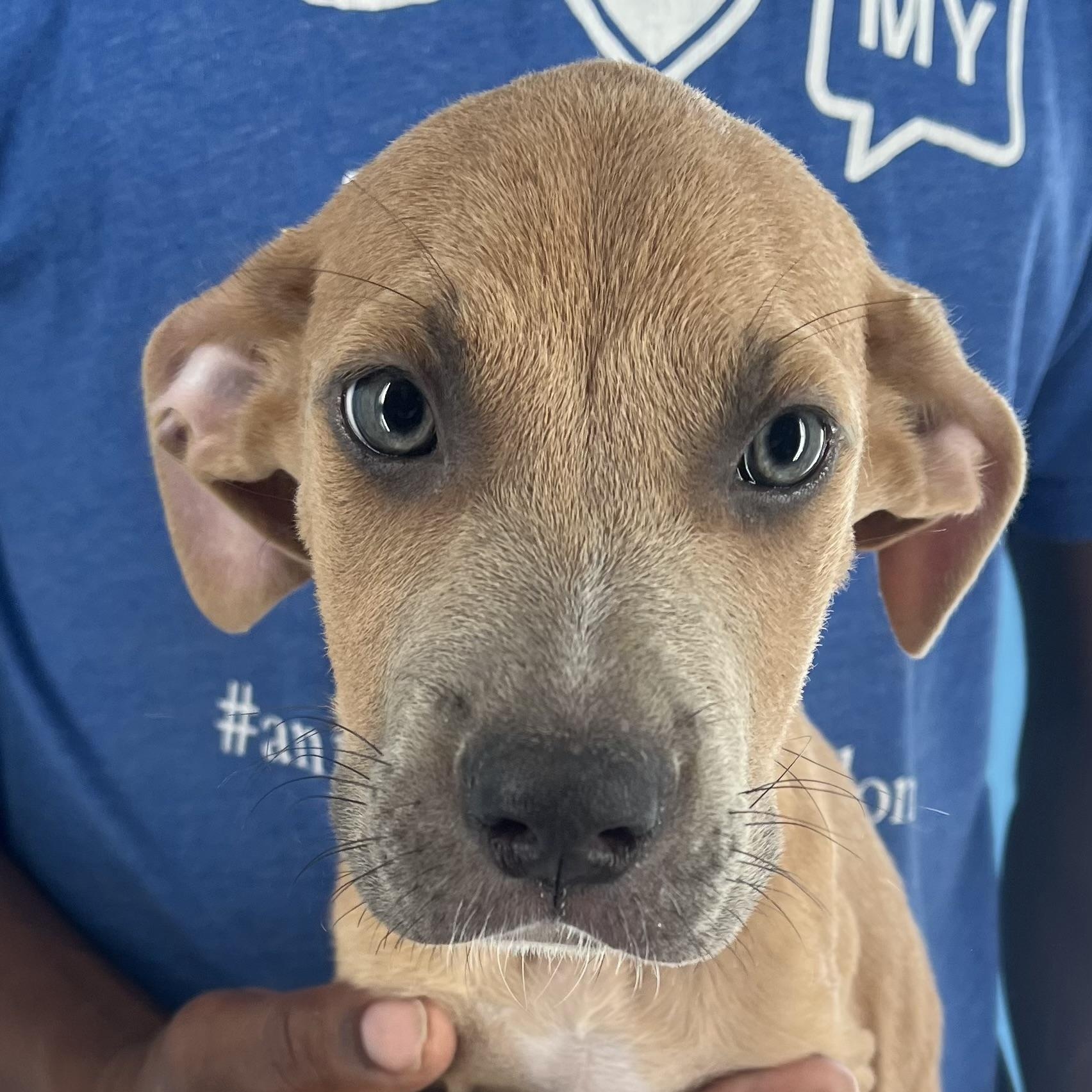 Ace - Local Dec 19-21, Adoptable, Puppy Male Labrador Retriever.