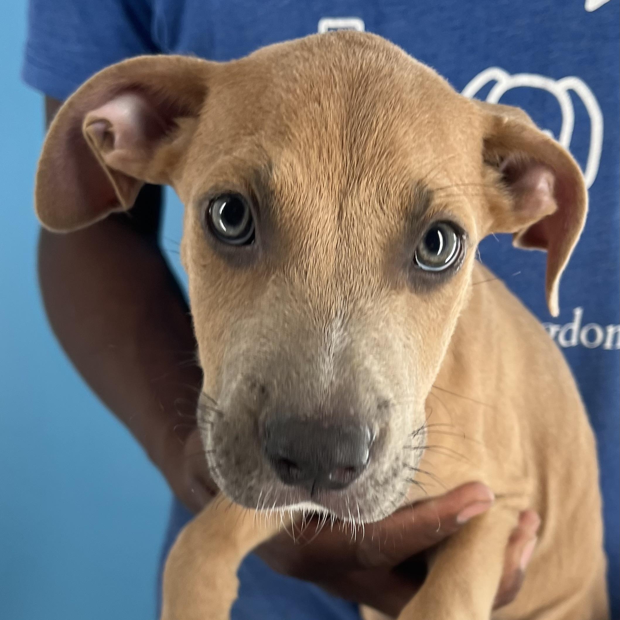 Ace - Local Dec 19-21, a Adoptable mixed breed in Gresham, OR image 3/5