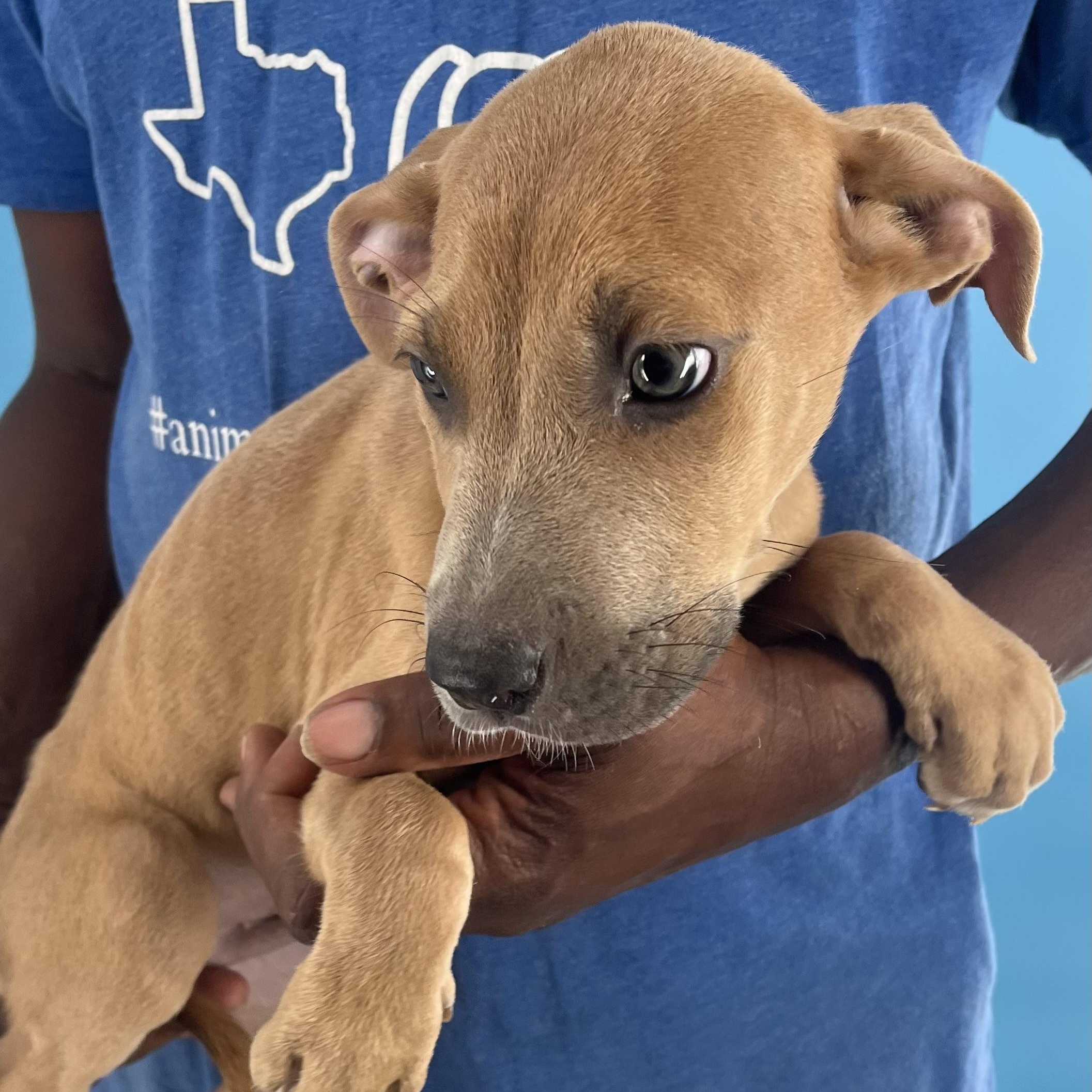 Ace - Local Dec 19-21, a Adoptable mixed breed in Gresham, OR image 2/5