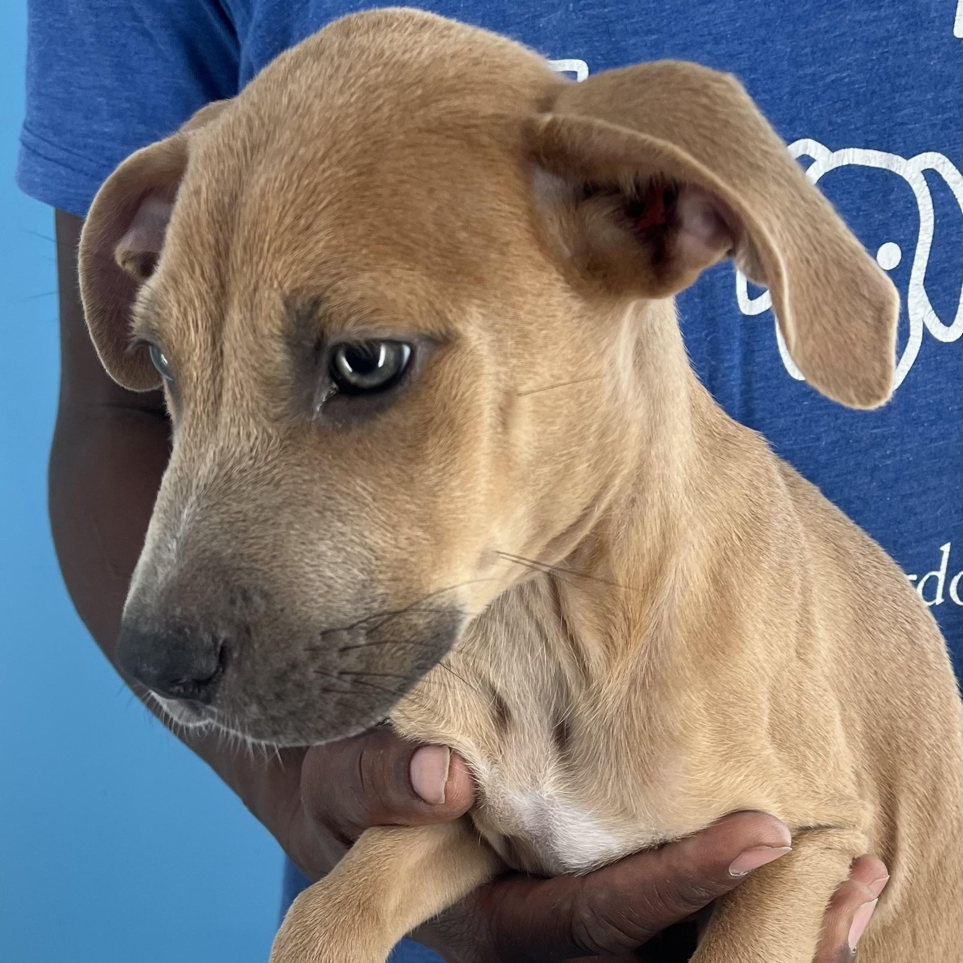 Ace - Local Dec 19-21, a Adoptable mixed breed in Gresham, OR image 4/5