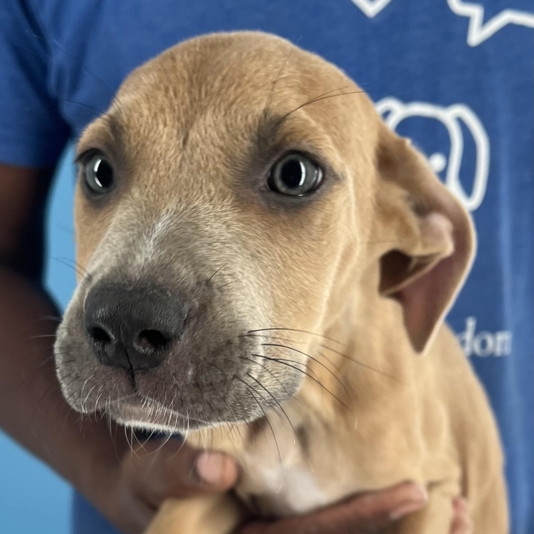 Ace - Local Dec 19-21, a Adoptable mixed breed in Gresham, OR image 5/5