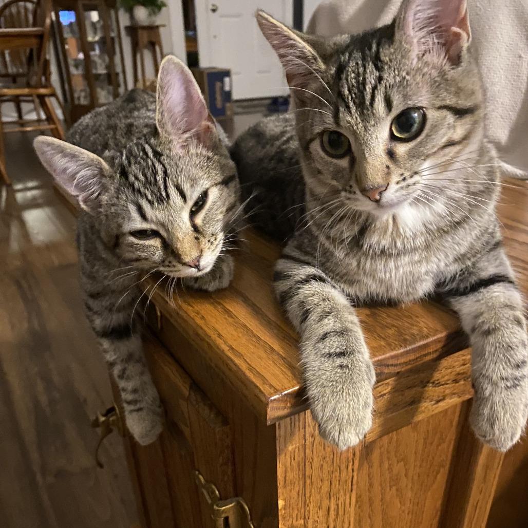 Poppy, Adoptable, Young Female Domestic Short Hair & Domestic Short Hair.