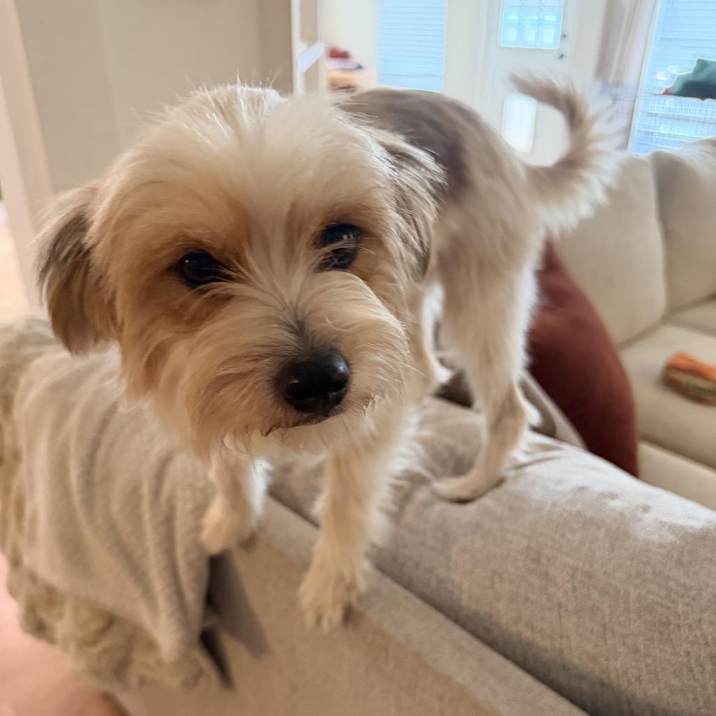 Enlarge Henry, a Adoptable Norfolk Terrier in Montgomery, TX image 3/3