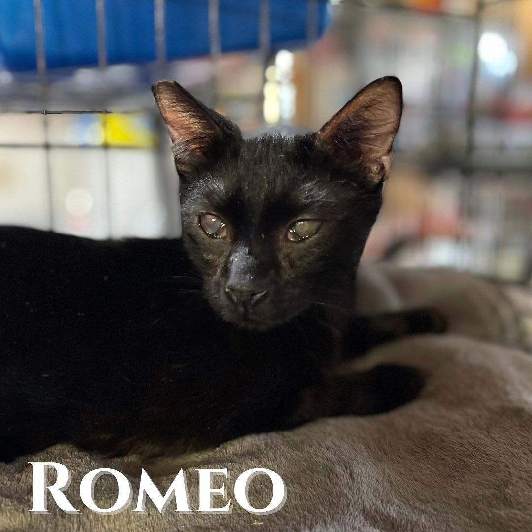 Romeo, a Adoptable Domestic Short Hair in Hollister, CA image 1/2
