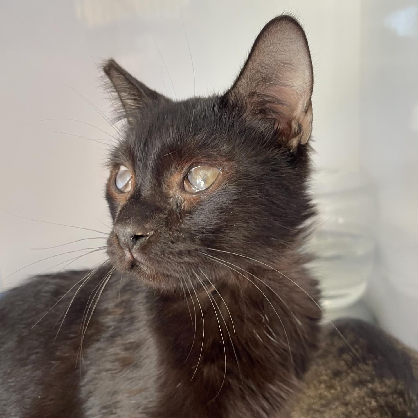 Romeo, a Adoptable Domestic Short Hair in Hollister, CA image 2/2