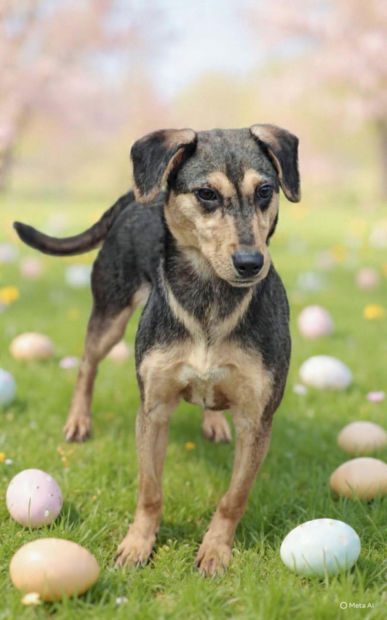 Lexi 26/153, Adoptable, Young Female Terrier.