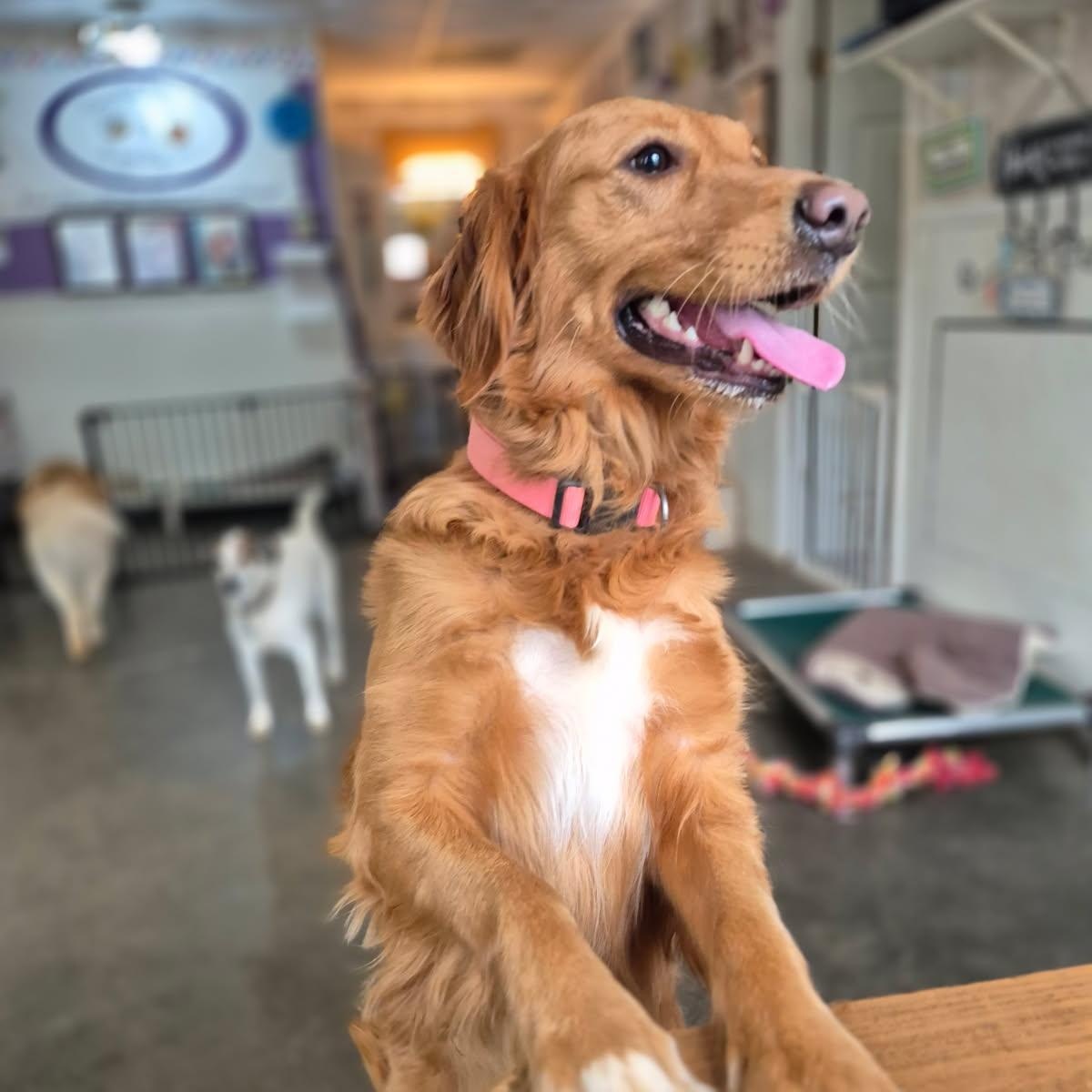 Enlarge Maddie, an adopted Golden Retriever in Concord, NC image 2/6