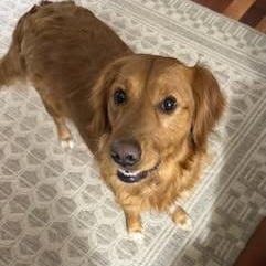 Enlarge Maddie, an adopted Golden Retriever in Concord, NC image 3/6