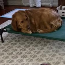 Enlarge Maddie, an adopted Golden Retriever in Concord, NC image 5/6