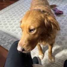 Enlarge Maddie, an adopted Golden Retriever in Concord, NC image 6/6