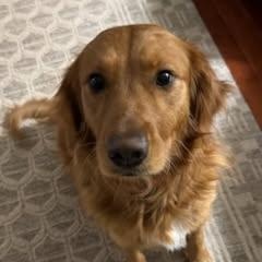 Enlarge Maddie, an adopted Golden Retriever in Concord, NC image 4/6