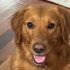Maddie, adopted, Young Female Golden Retriever.