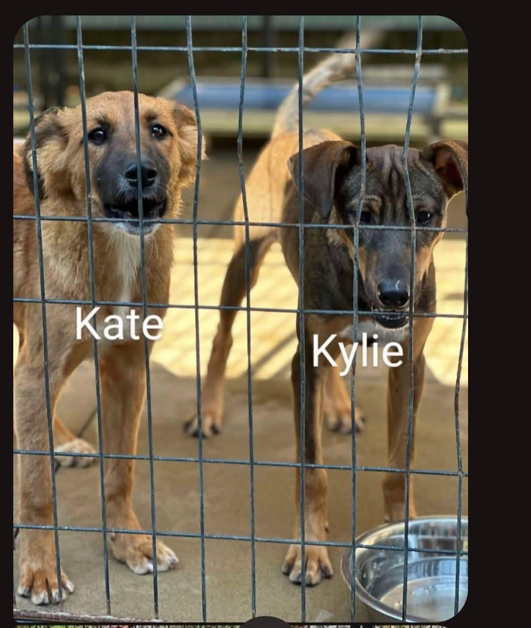 Kate - available 9/5/25