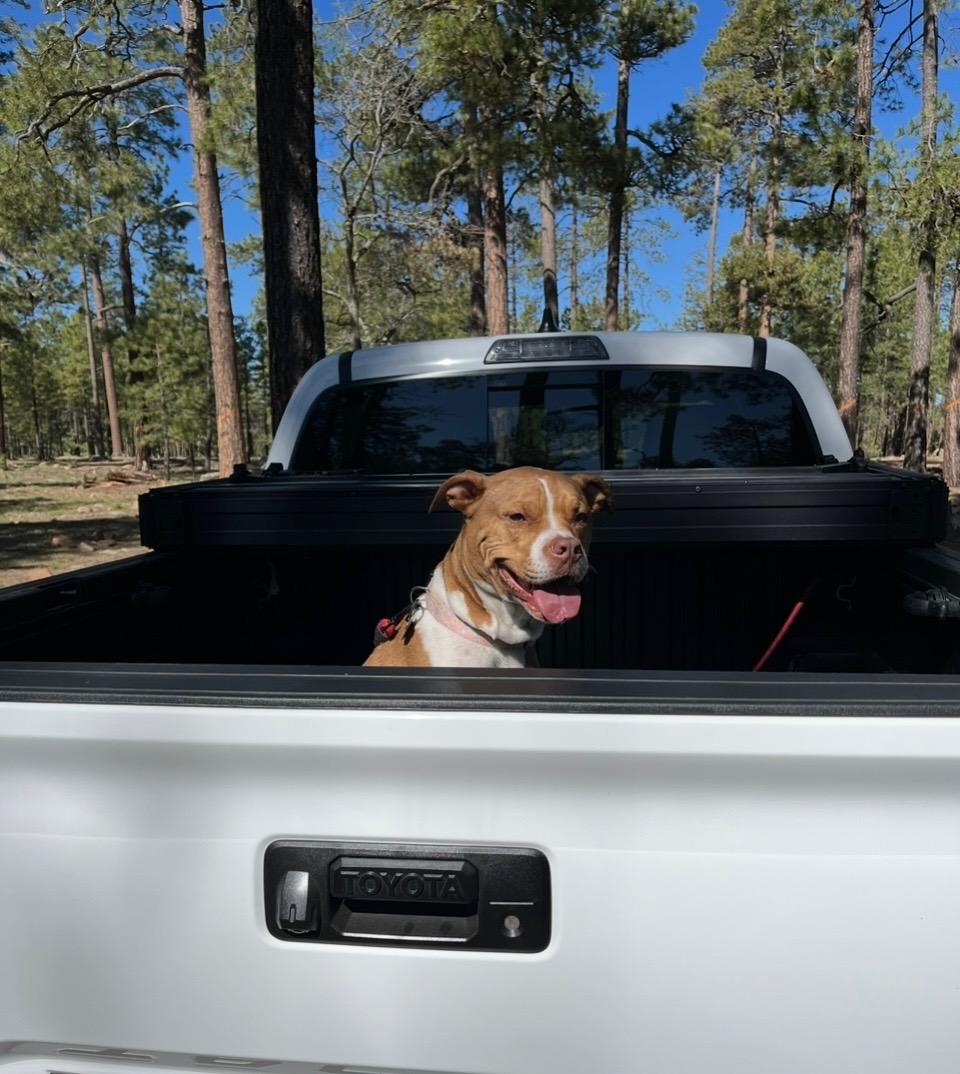 Maple & Pixie, a Adoptable mixed breed in Phoenix, AZ image 3/6